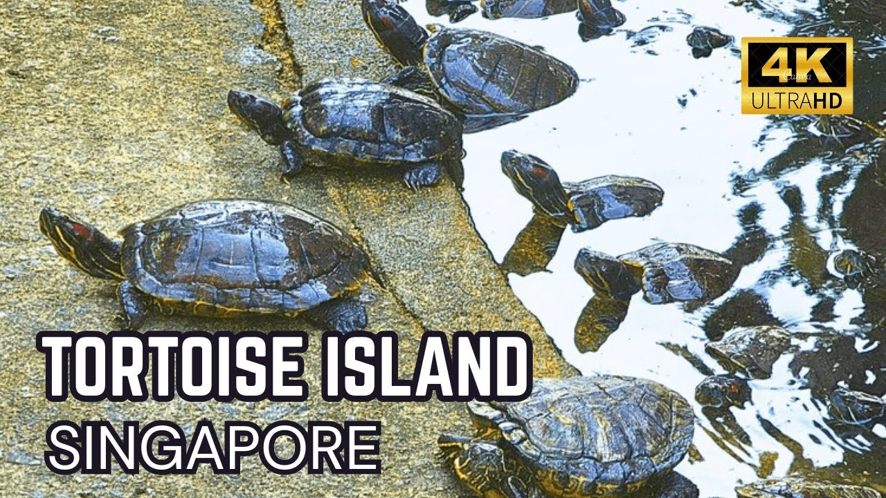 Island of Turtles & Temples ~ Kusu Island, Singapore Walking Tour [4K]