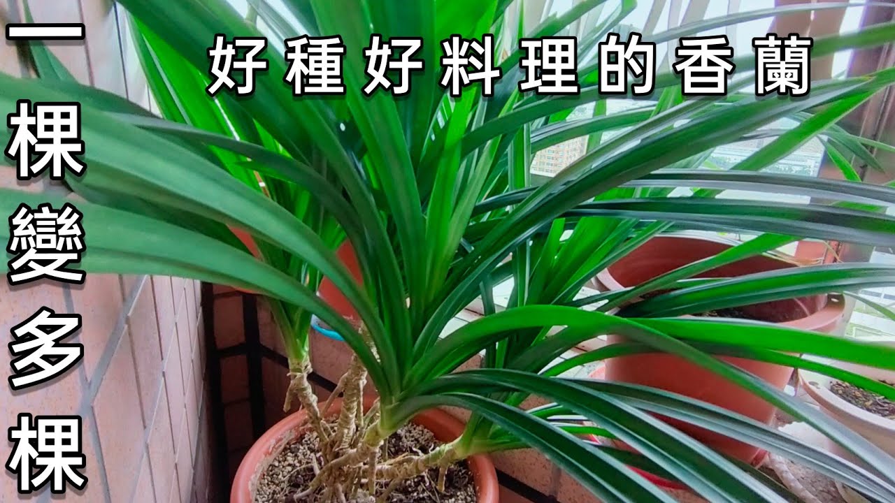 216  香蘭的種植  好種好用好香的香草植物【香蘭】七葉蘭  斑蘭葉
