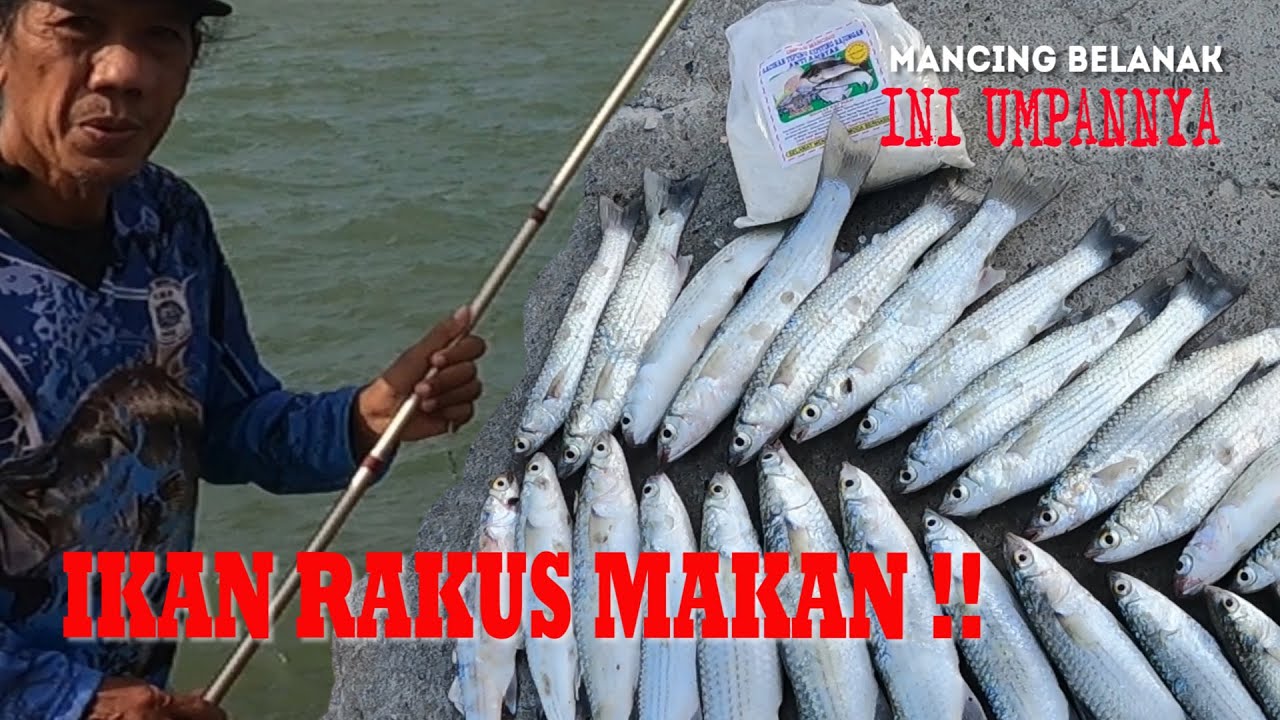 Ikan Rakus Makan ! Umpan Terbukti Gacor ! Mancing Belanak / Mullet Fishing