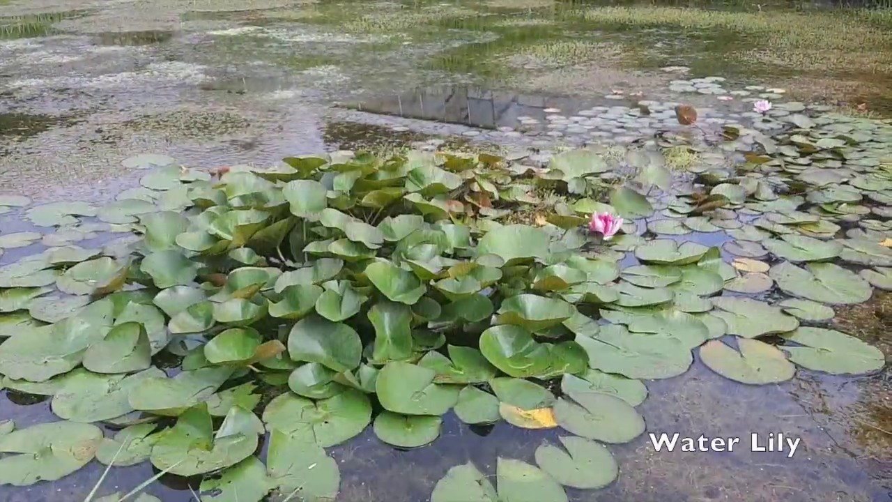 Introduction to Nature's Natural Water Filters