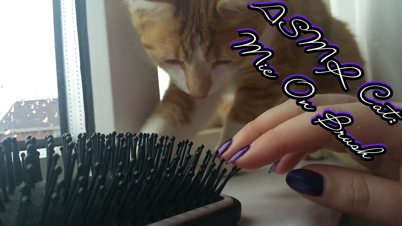 ASMR Cat: Brushing, mic on brush, purring [no talking] [mouth sounds bonus at end]