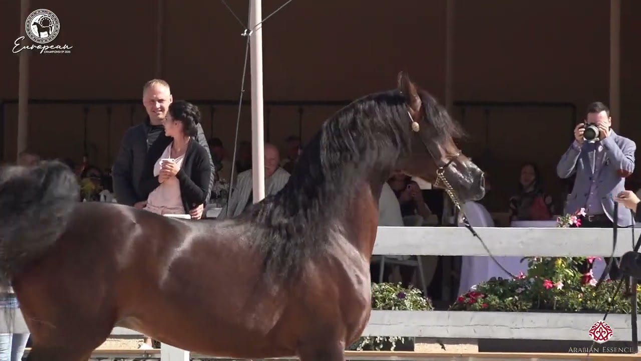European Championship 2020 - Kahil Al Shaqab