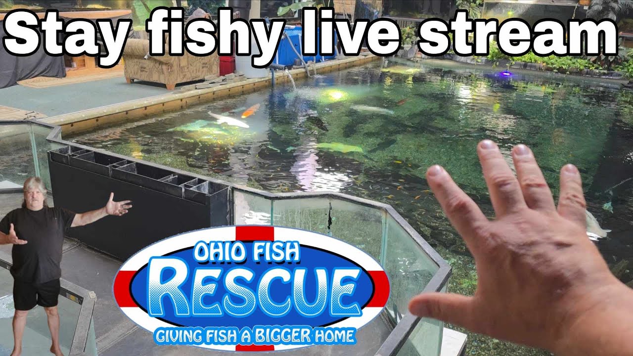 Stay Fishy Friday livestream  10/3/25