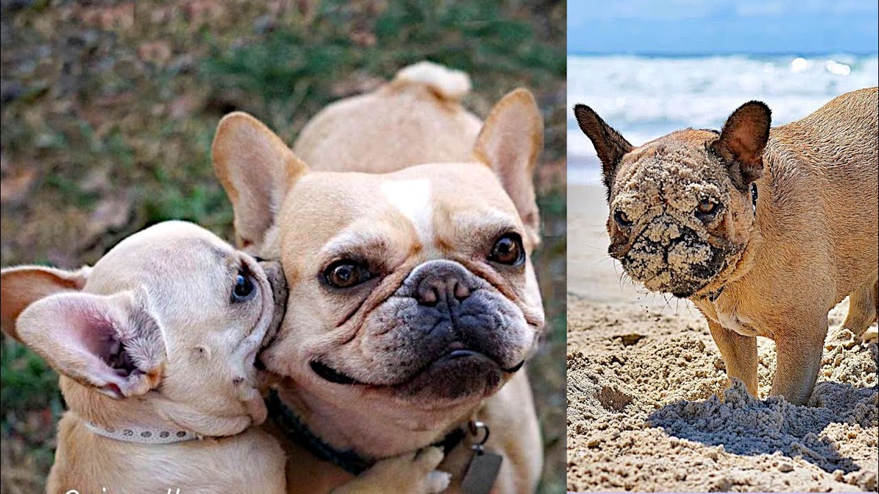 How Can They Be SO CUTE, Frenchies GONE WILD Again LOL