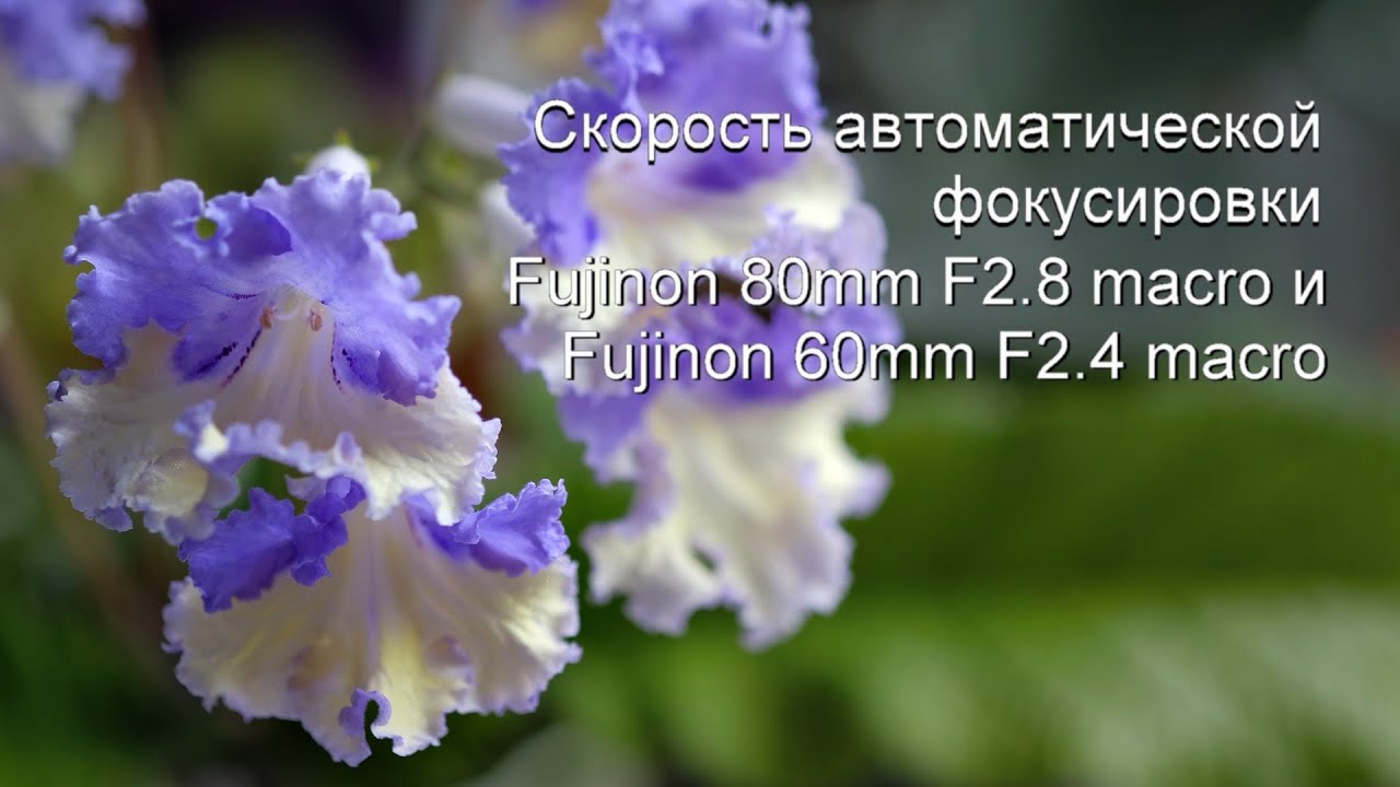 Автоматическая фокусировка FUJINON XF 80 mm F2.8 R LM OIS WR Macro и  FUJINON XF 60 mm F2.4 R Macro.
