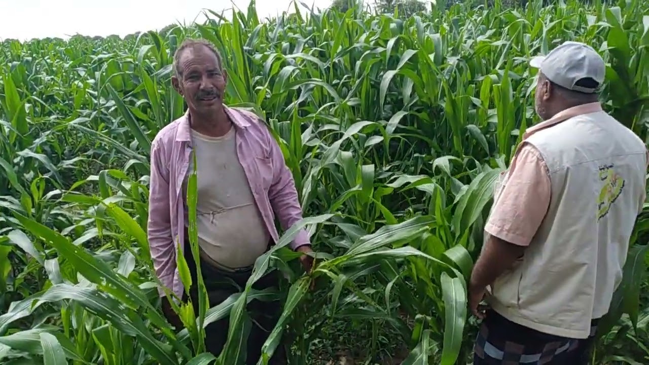 (قاحي الجراحي) من عزلة المرابيد اصل زراعةالذرة الشاميةوكل محاصيل الحبوب والفاكهةوالخضاروموسم مميز--