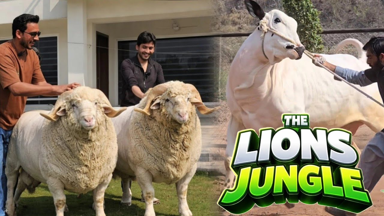 2026 Овцы редких пород 😲 - Скотоводческая ферма Бин Чираг - Огромный Палай Брахман 2026 - Бакрейд...