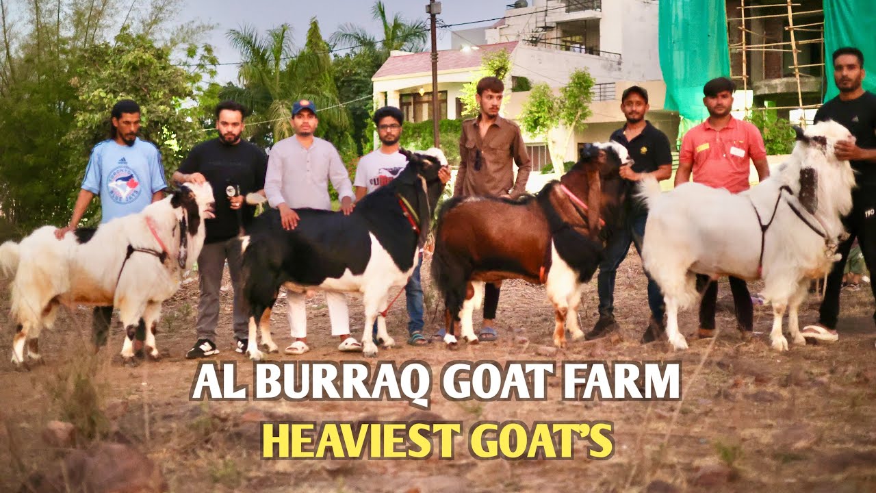 Show Stoppers Kota Goat’s At Al Burraq Goat Farm