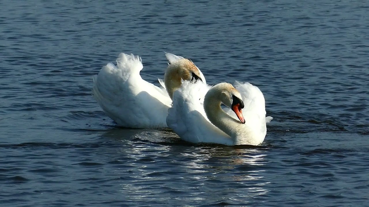Lac des Cygnes au parc Naturel r&eacute;gional des marais du Cotentin