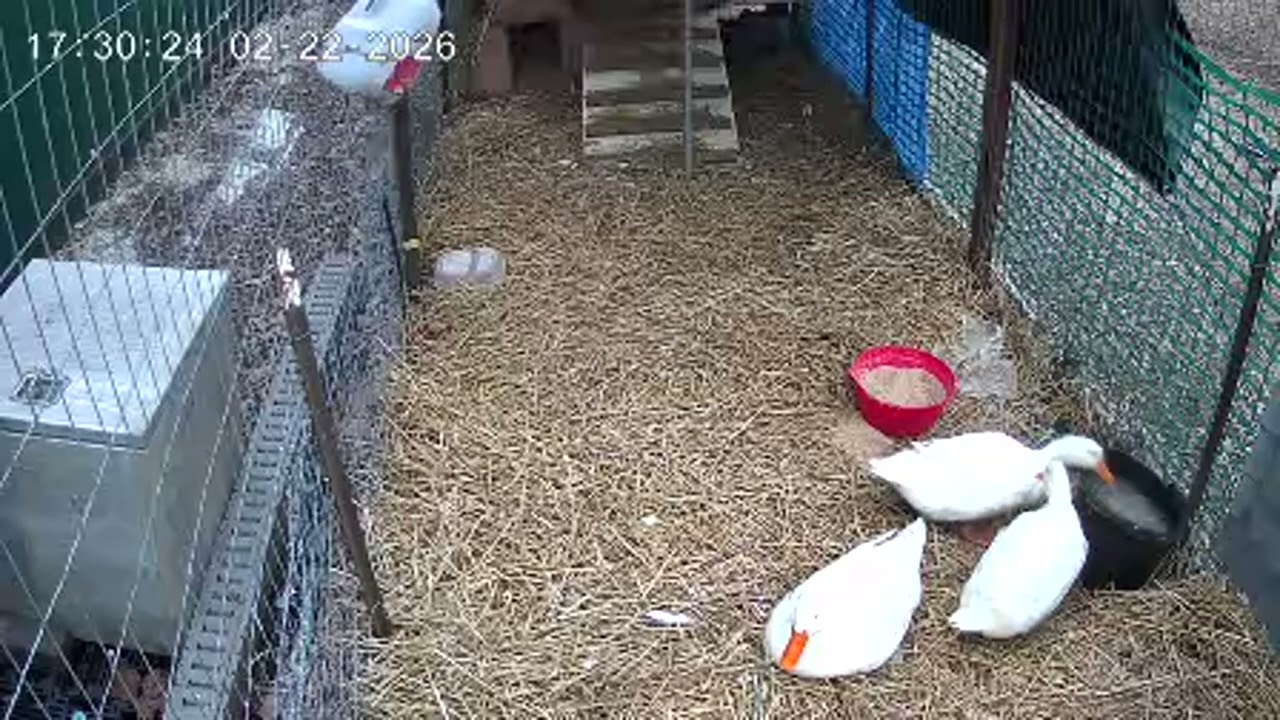Nature and backyard sounds brand new ducks to raise dog cat tv farming #ducks #birds #dog #cat