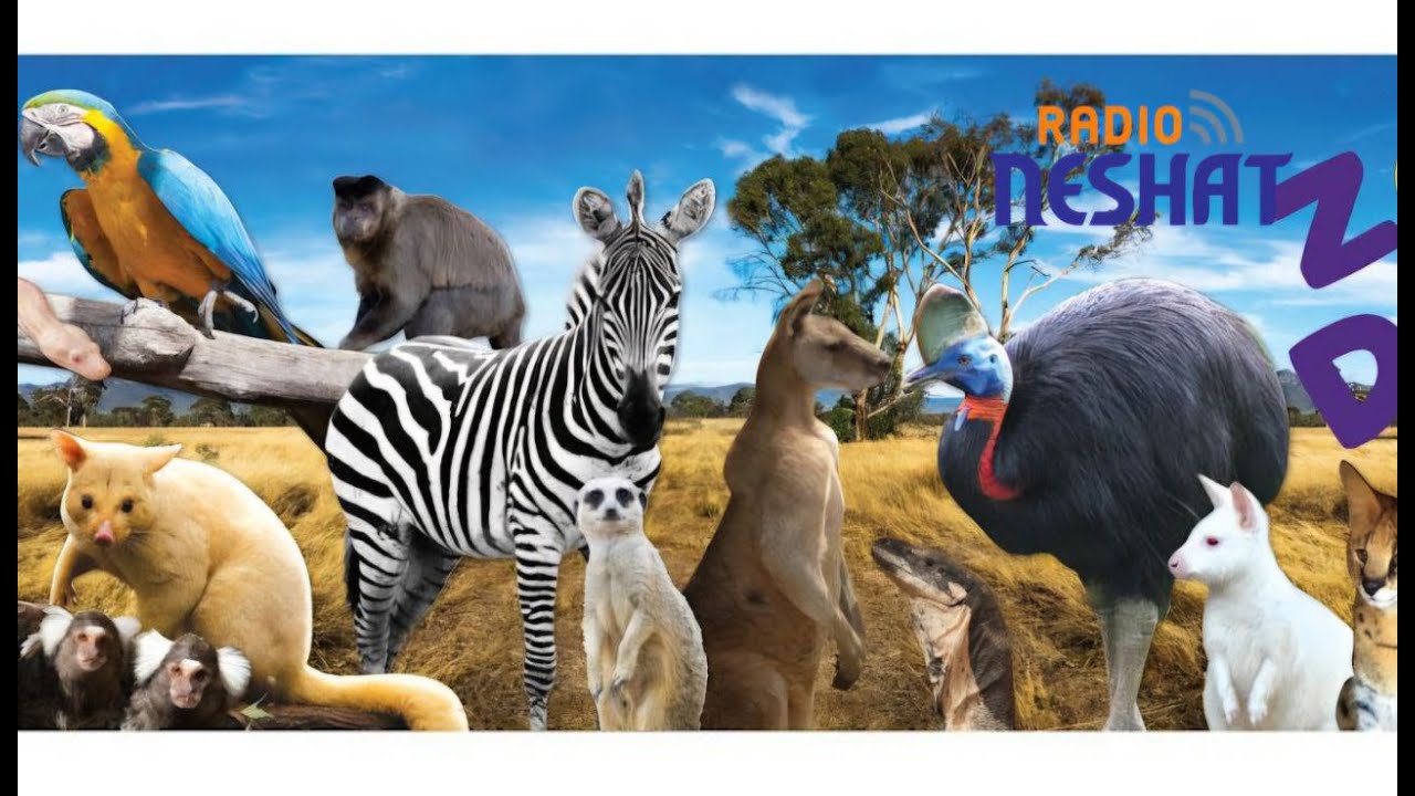 Zoodoo Zoo Wildlife Park in Hobart ,Tasmania , Australia