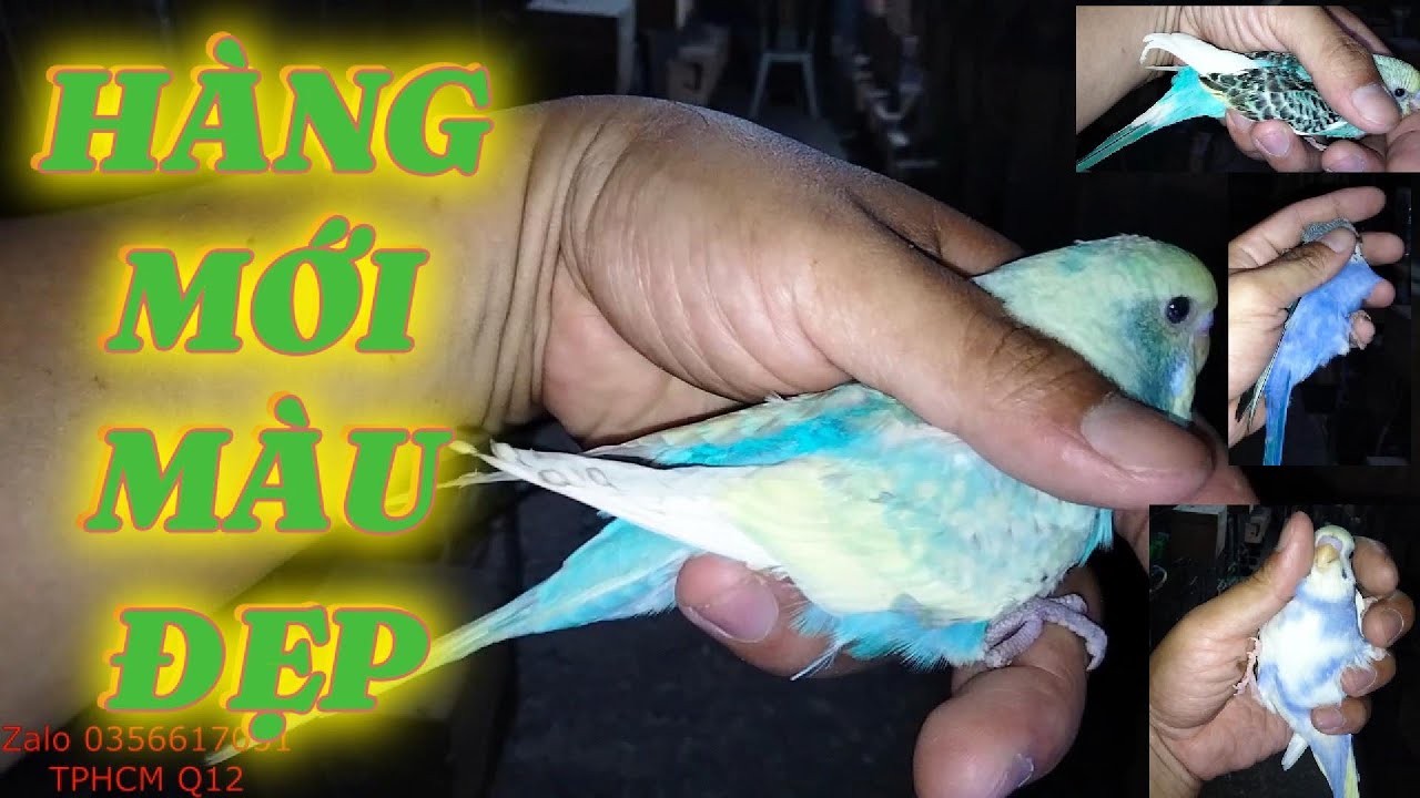 Chim Yến Phụng Hà Lan Đủ Màu Sắc  Mới Ra Tổ Phục Vụ Cho Anh Em