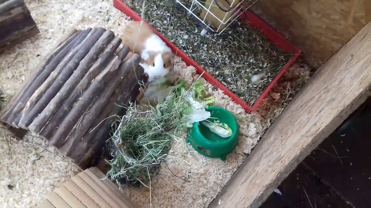 Ein Meerschweinchen Gehege RICHTIG einrichten