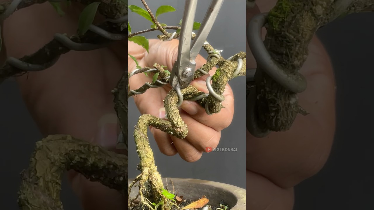 Removing bonsai wire