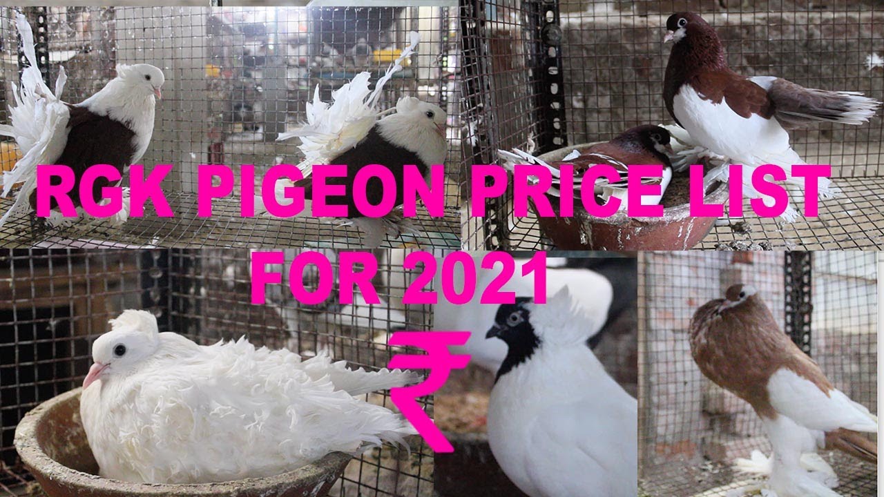 RGK PIGEON PRICE LIST FOR 2021