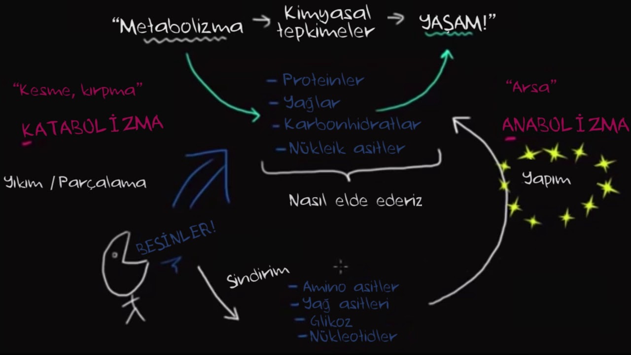 Metabolizmaya Genel Bakış: Anabolizma ve Katabolizma (Fen Bilimleri) (Biyoloji)