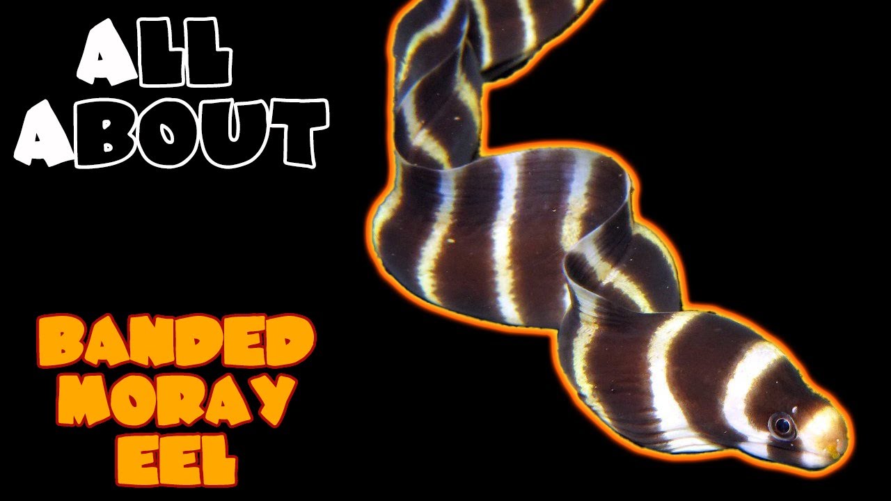 All About The Banded Moray Eel or Barred Moray Eel