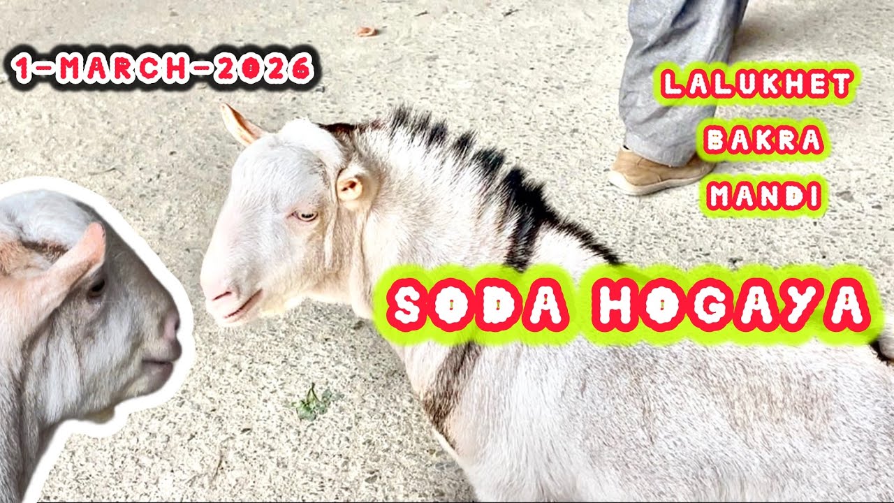 Lalukhet Bakra Mandi Karachi Rates Updates || 1-3-2026 || Naseeb Ka Soda Bharpoor Kharidari 😱