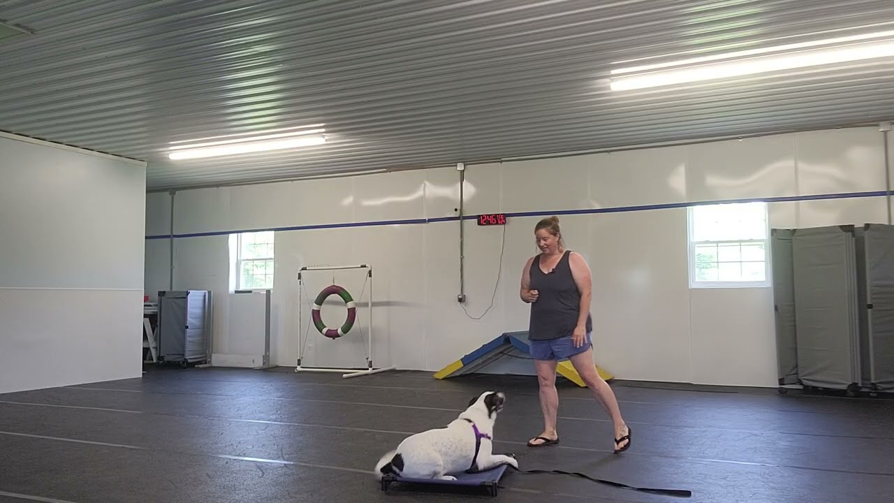 Pickles the Cattle Dog Mix Starts Training | Week 1 at Best Paw Forward Dog Training- Sit/Down/Stay