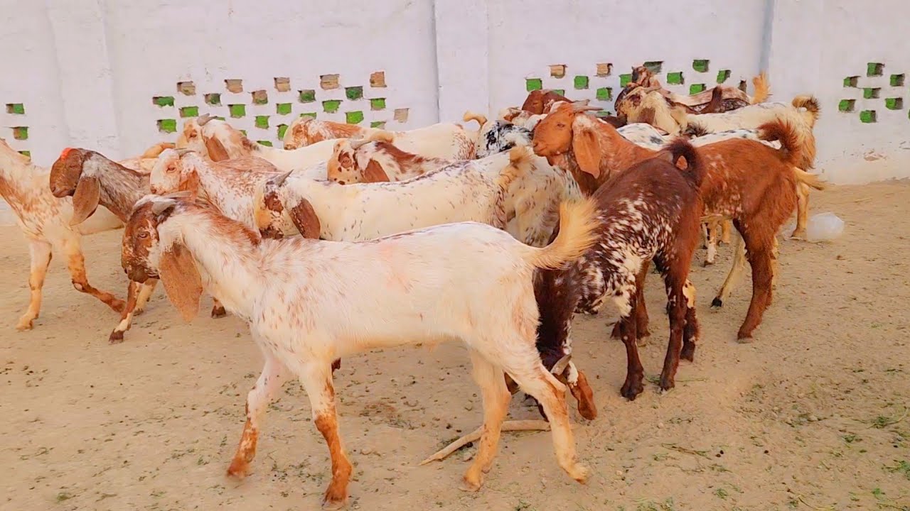 کوالٹی نمبر 1 قیمت 12 سے 14 ہزار میں کوئی نہیں لیتا February 7, 2026 ویڈیو سچ پہ مبنی ہے 