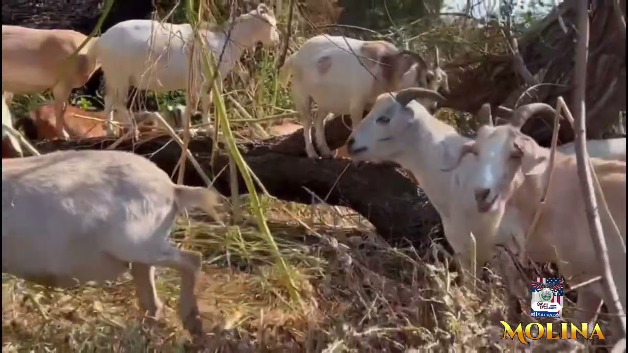 Observando las cabras 🐐 a la orilla de la carretera.