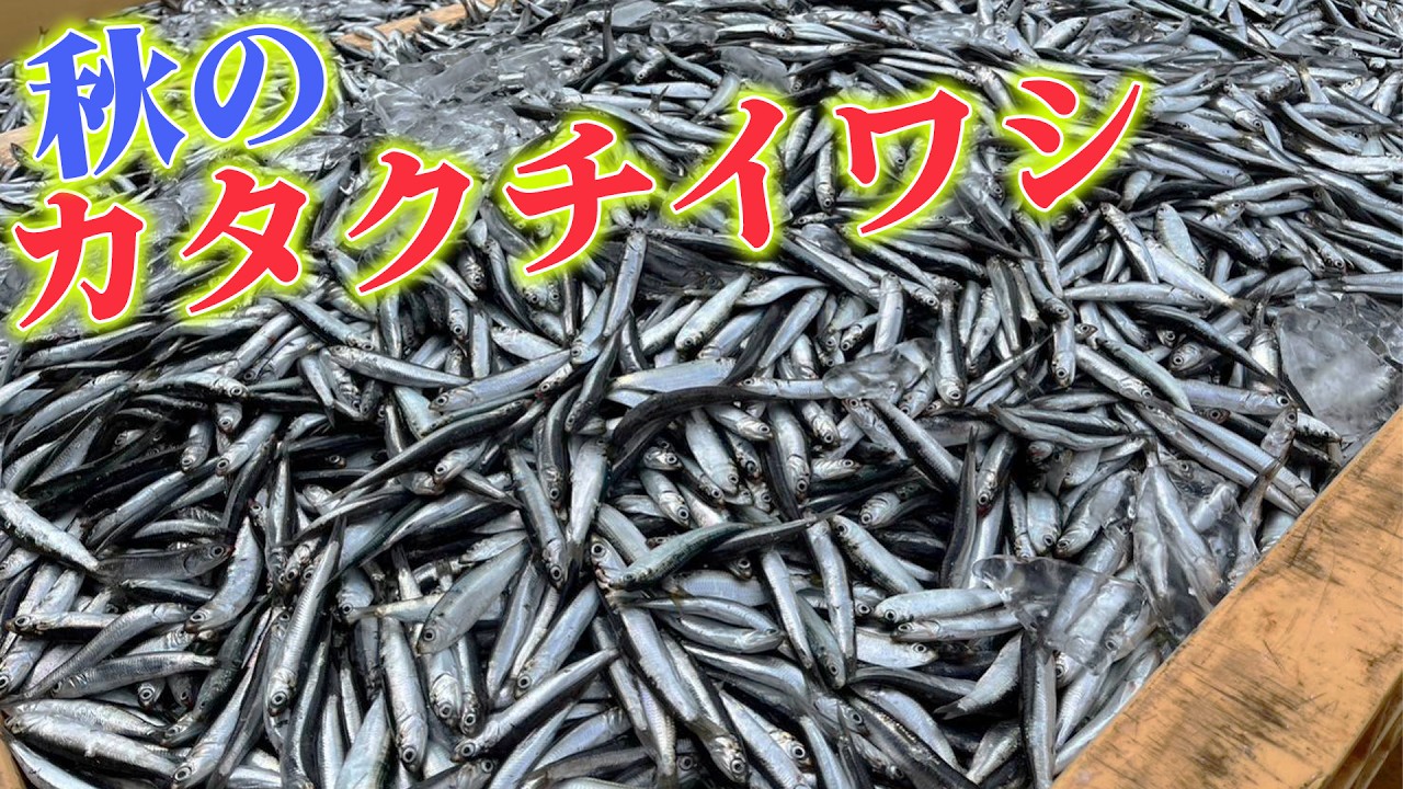 【成魚と稚魚】カタクチイワシとシラスのへんおじおすすめの食べ方を大公開！！