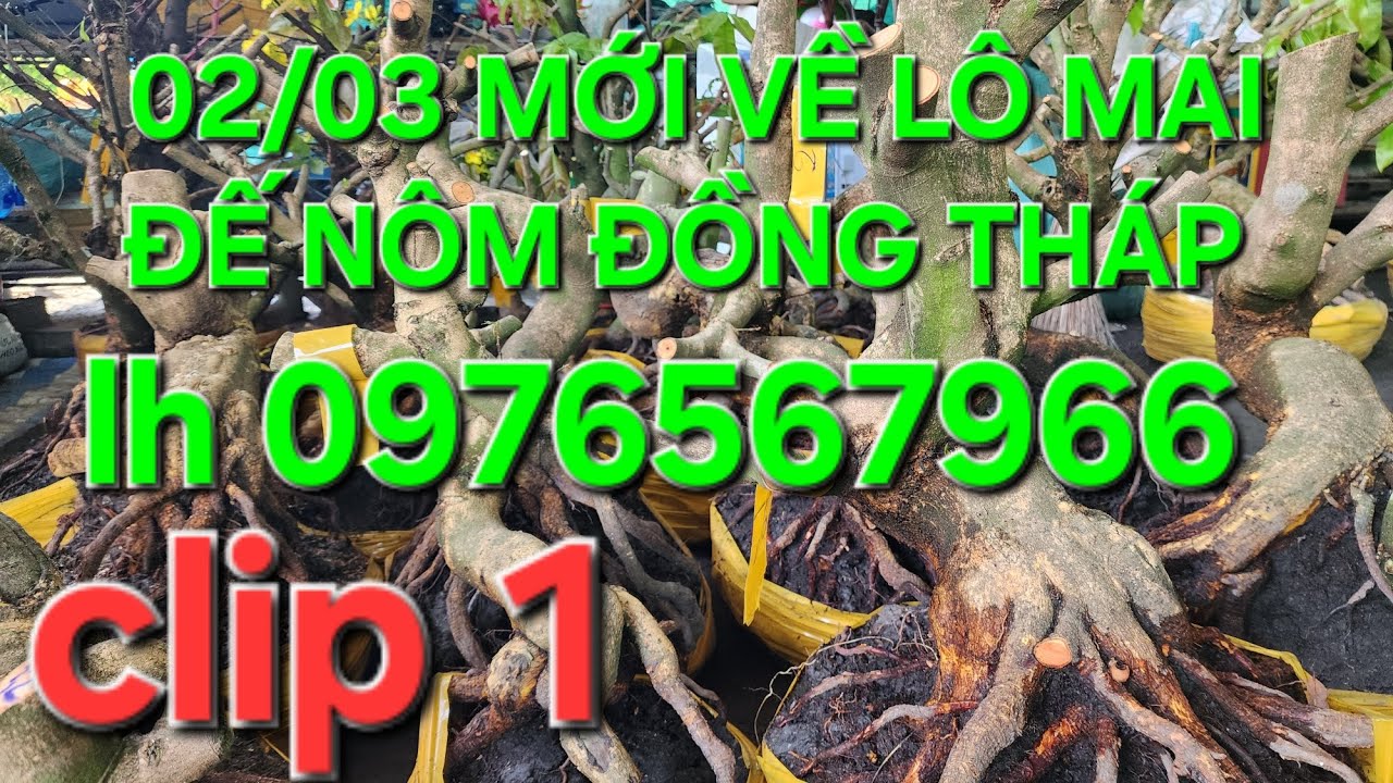 02/03 minh nhí ☎️0976567966 Gl 17 cây mai đế nôm giảo hạt thủ đức 