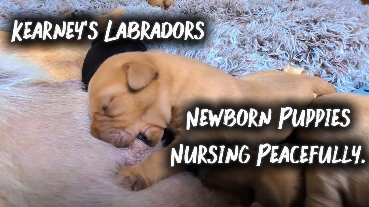 Newborn Puppies Nursing &ndash; Peaceful First Moments
