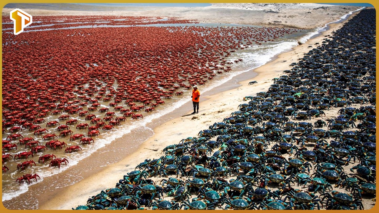 How Millions of Invasive Blue Crabs Are Replacing Native Crabs and Reshaping the Ocean