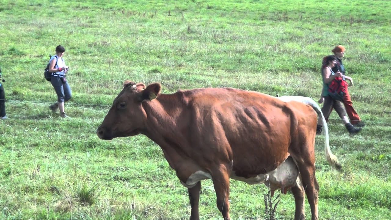 Roháčka (Čierna Hora)