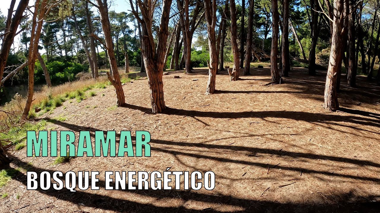 Miramar ciudad, balneario y bosque energético. Miramar lo tiene todo! 👍❤