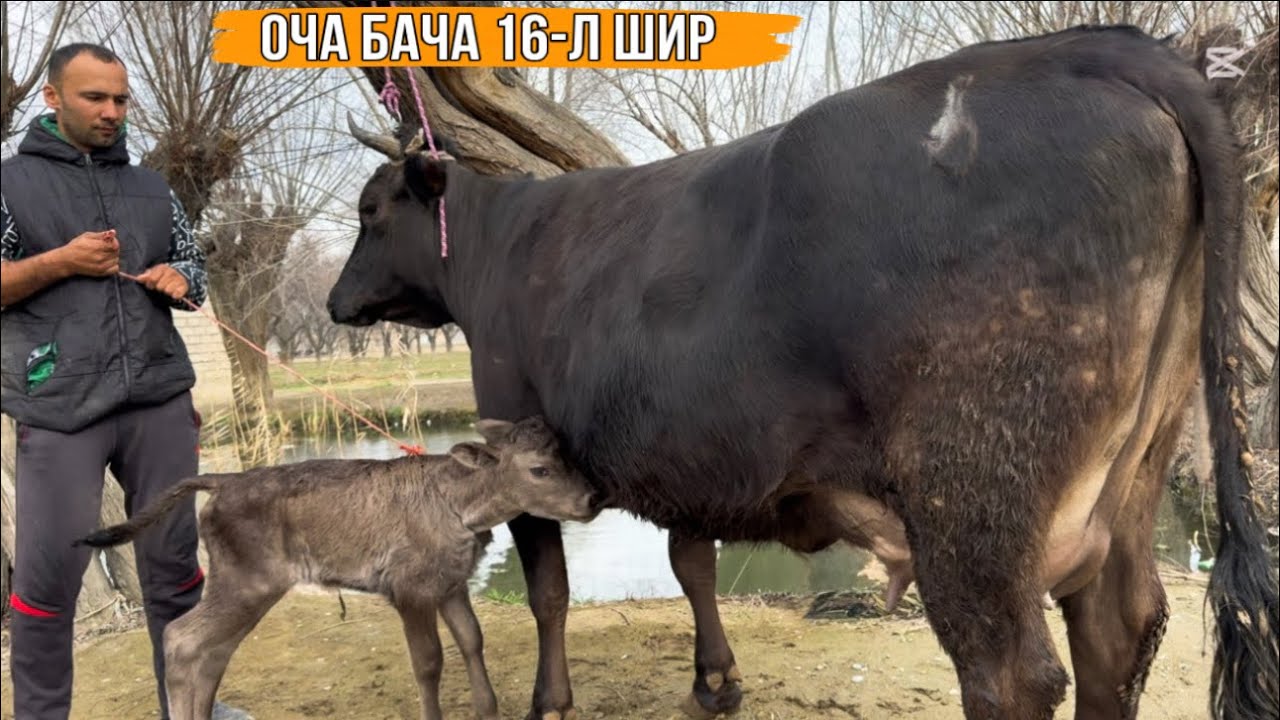 ОЧА БАЧА СИЁХ КАРПАТ 16-л ШИР 16 февраля 2026 г.