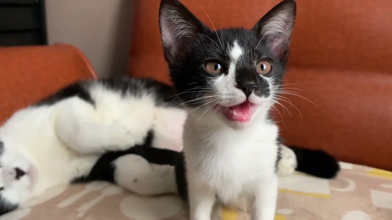 子猫が『ミャア」とか『ニャッハー』ってお返事してる後ろで爆睡をかます兄猫