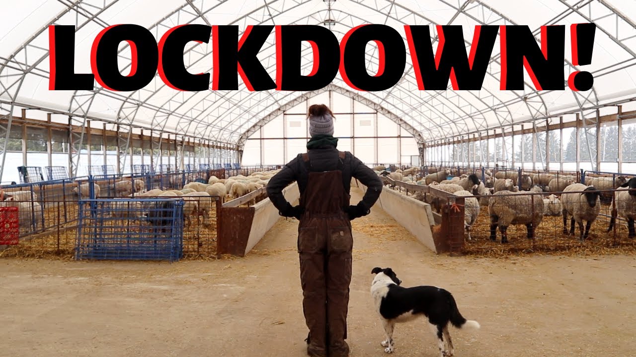 FULL LOCKDOWN ON THE SHEEP FARM.  Vlog 256