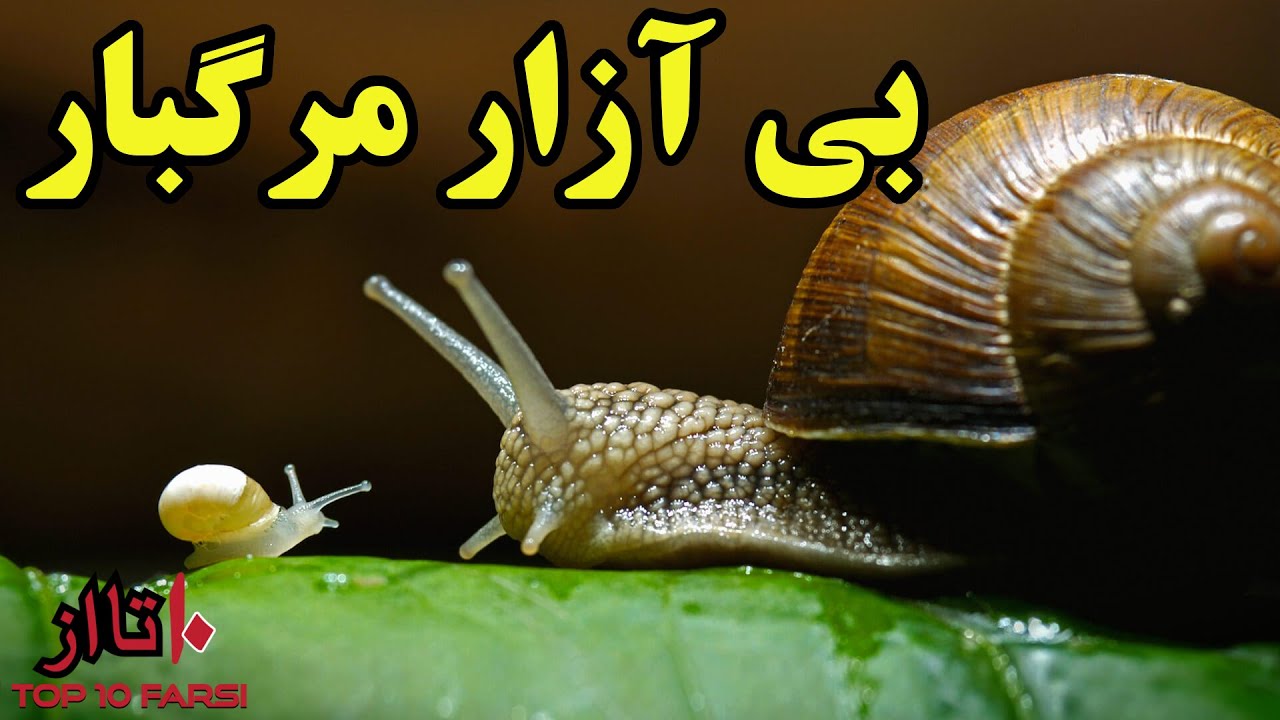چرا حلزون بی آزار ۲۰۰ هزار نفر را در هر سال به کام مرگ میکشد؟