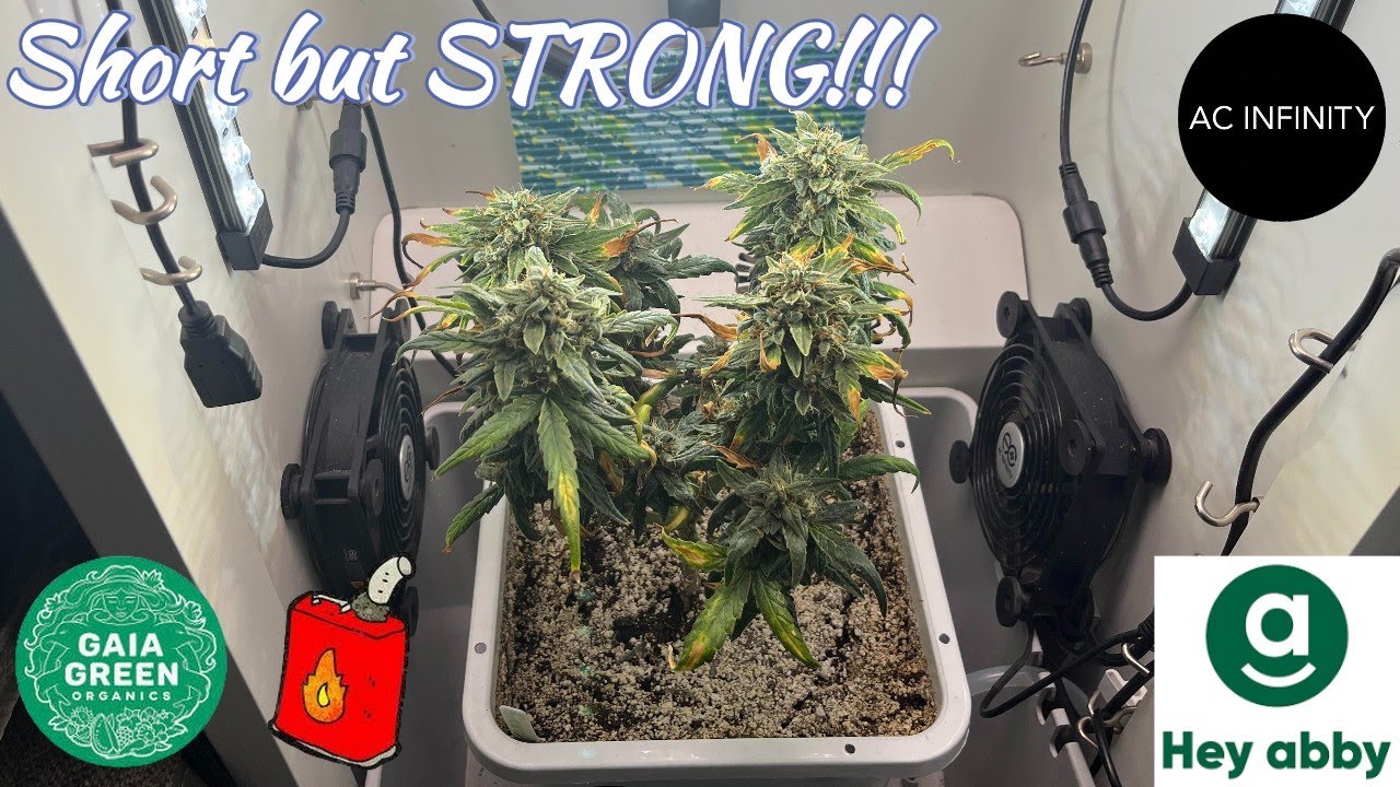 CALIFORNIA SOUR DIESEL AUTO - СЕМЕНА HUMBOLDT - ОТ СЕМЕНИ ДО СБОРА УРОЖАЯ⛽️