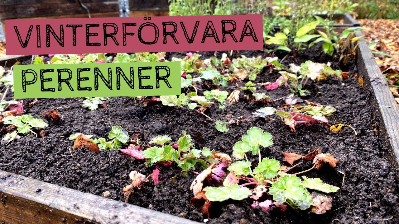Vinterförvara frösådda PERENNER och omplantering av höstsådd