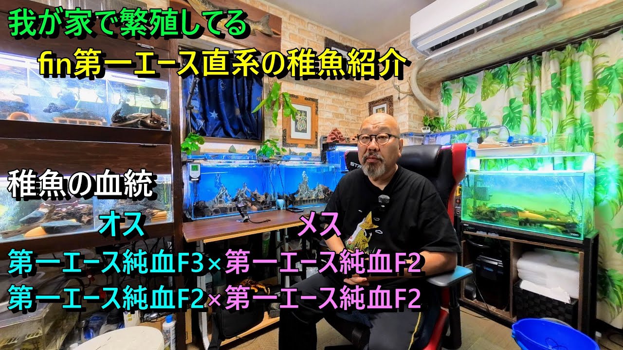 我が家で繫殖しているfin第一エース直系の稚魚達（F3×F2）（F2×F2）を紹介