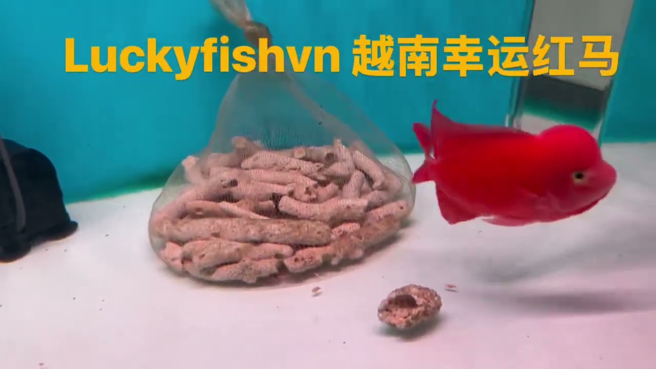 Super red monkey lucky - 0919679318