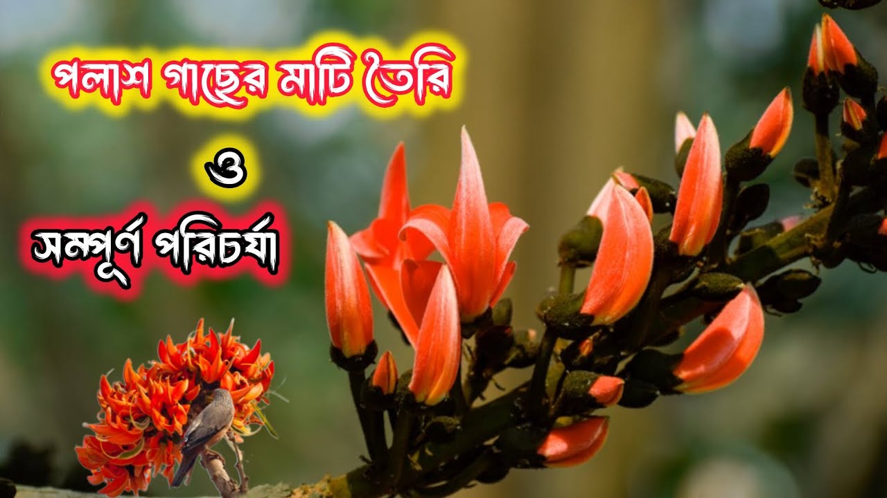 পলাশ গাছের মাটি প্রস্তুতি ও সম্পূর্ণ পরিচর্যা।