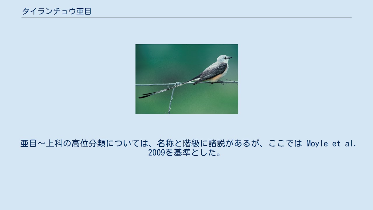 タイランチョウ亜目
