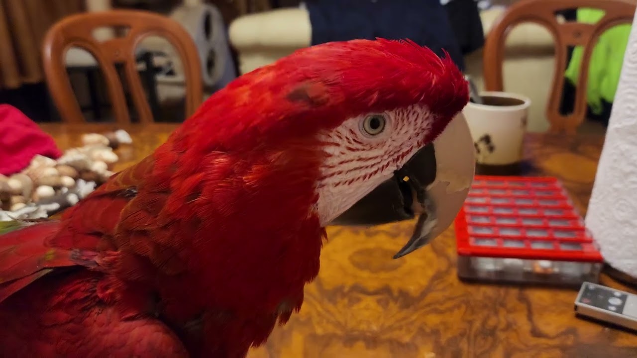 Retrouvailles avec Jackson mon perroquet et le cadeau de Michel.