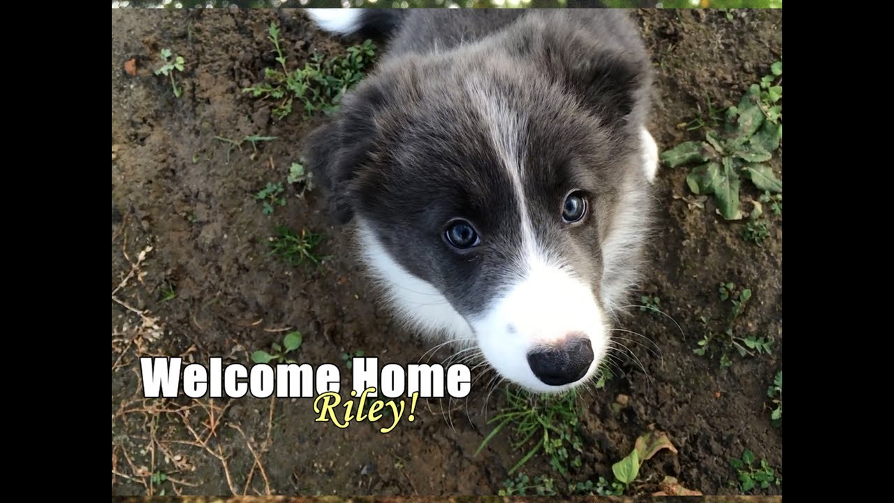 Border Collie Puppy- Welcome Home Riley! [10 weeks]