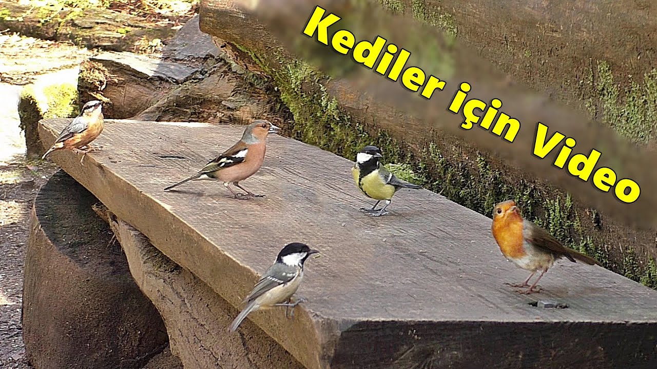 Kedi TV - Kediler i&ccedil;in Video - renkli k&uuml;&ccedil;&uuml;k kuşlar