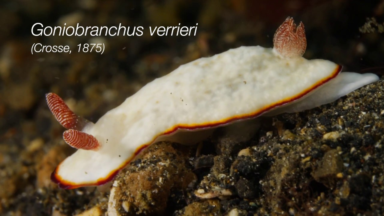 66 Sea Slugs and nudibranchs of the Lembeh Strait, North Sulawesi, Indonesia