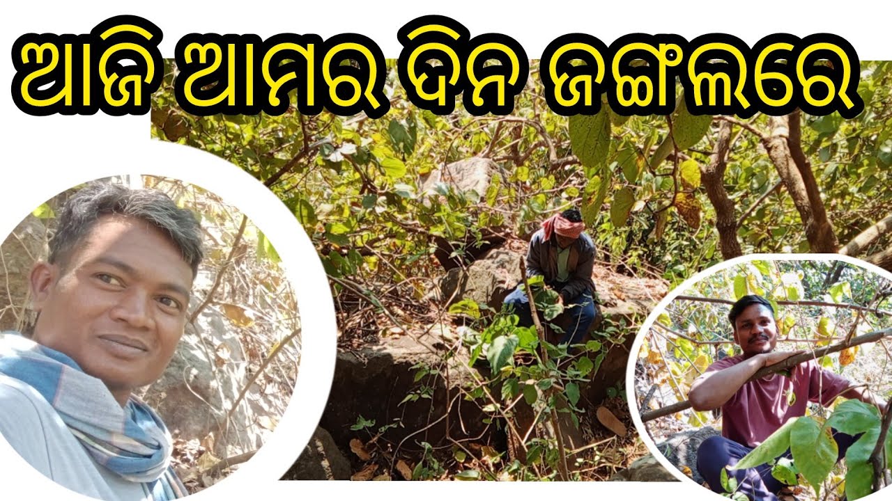 ଆମେ ଆଜି ଜଙ୍ଗଲକୁ ଯାଇଥଛୁ।New Vlog in Jungal।#jungle #viral #video 