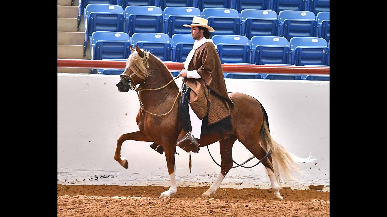 ROCKING M RANCH PERUVIAN HORSES - TEXAS