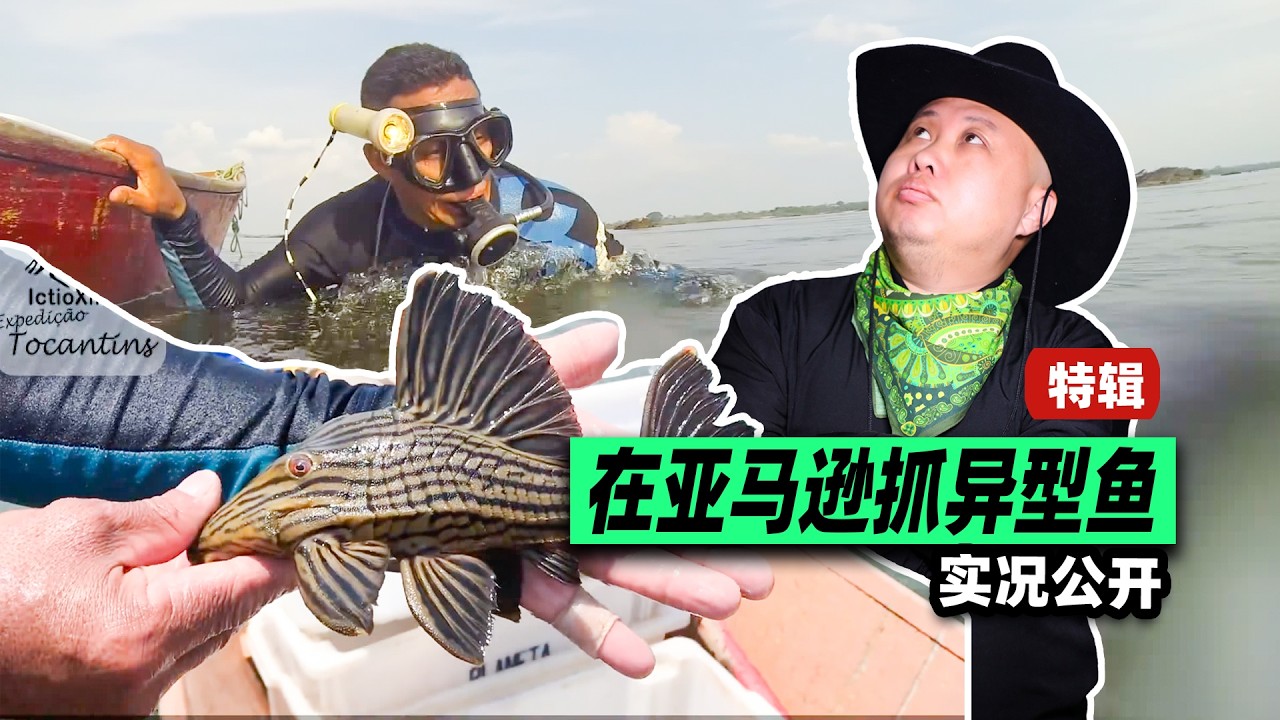 在亞馬遜怎麼抓南美異型魚的？工具實況全公開！ #aquarium #pleco