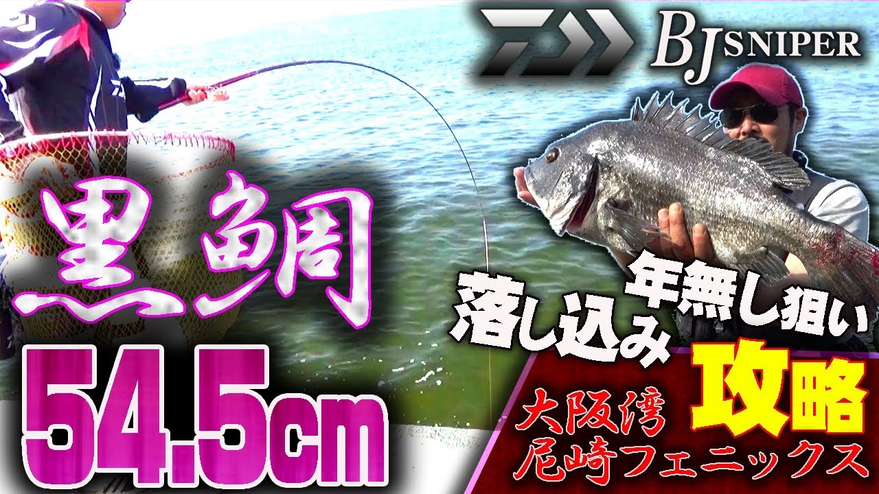 【落し込み】クロダイ54.5cm 圧巻！年無し連発！尼崎フェニックス BJスナイパー