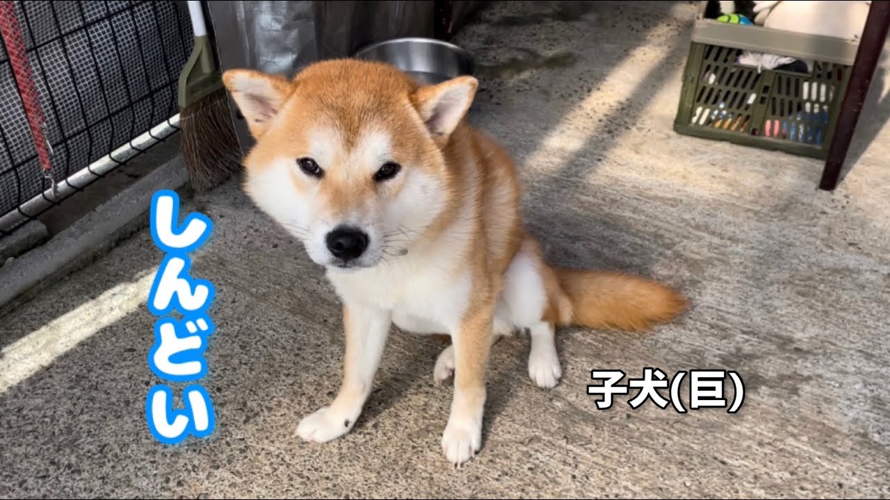 子犬(巨)が体調不良で心配しました・・・